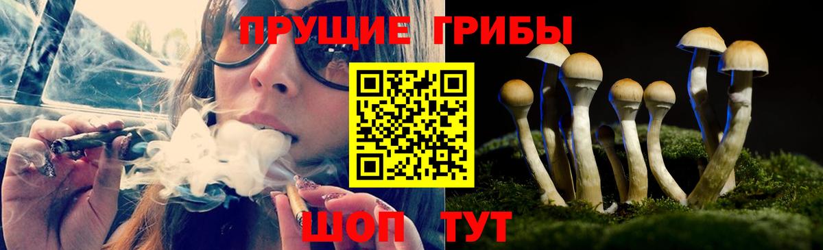 Кемерово  Псилоцибиновые грибы Psilocybe  Псилоцибиновые грибы Psilocybe  Вход с VPN 